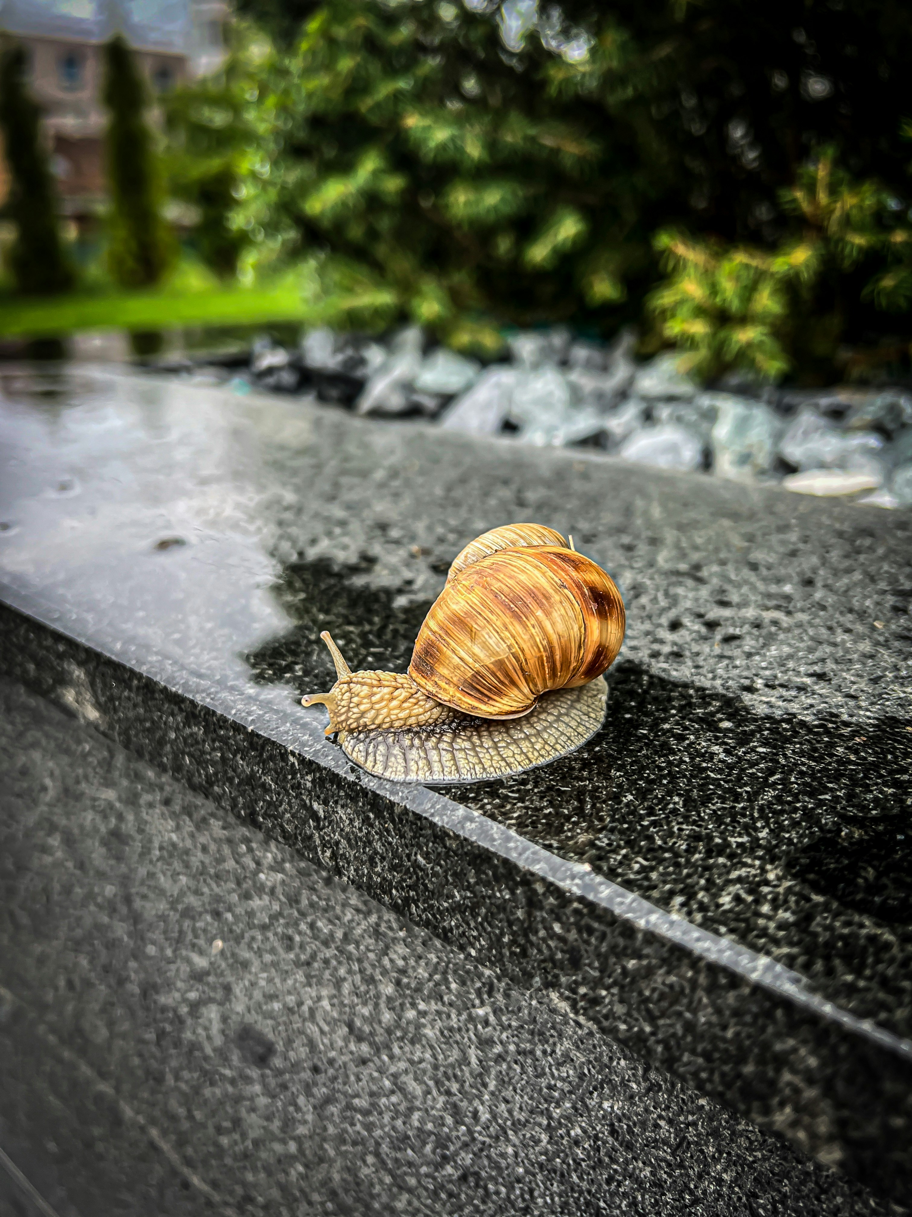 a snail on a concrete surface