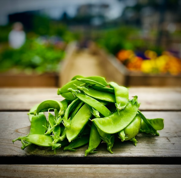 A bunch of green bananas