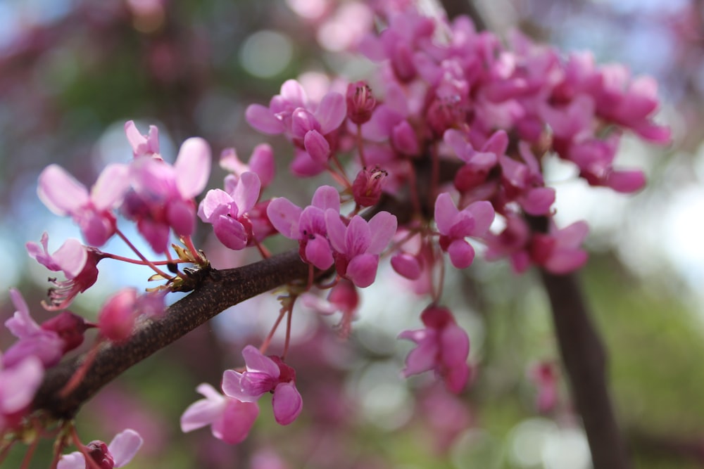 a close up of a tree branch with pink flowers