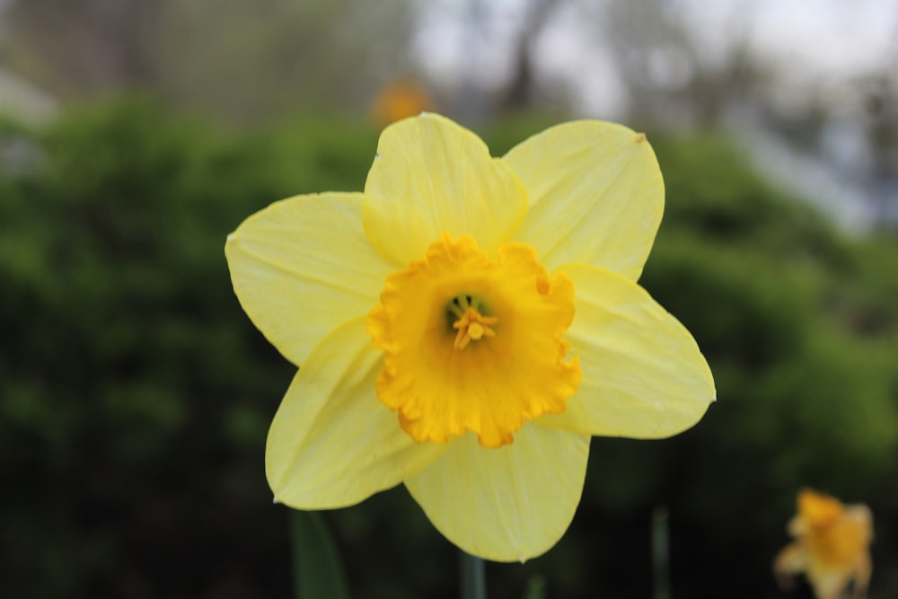 a yellow flower with a green stem