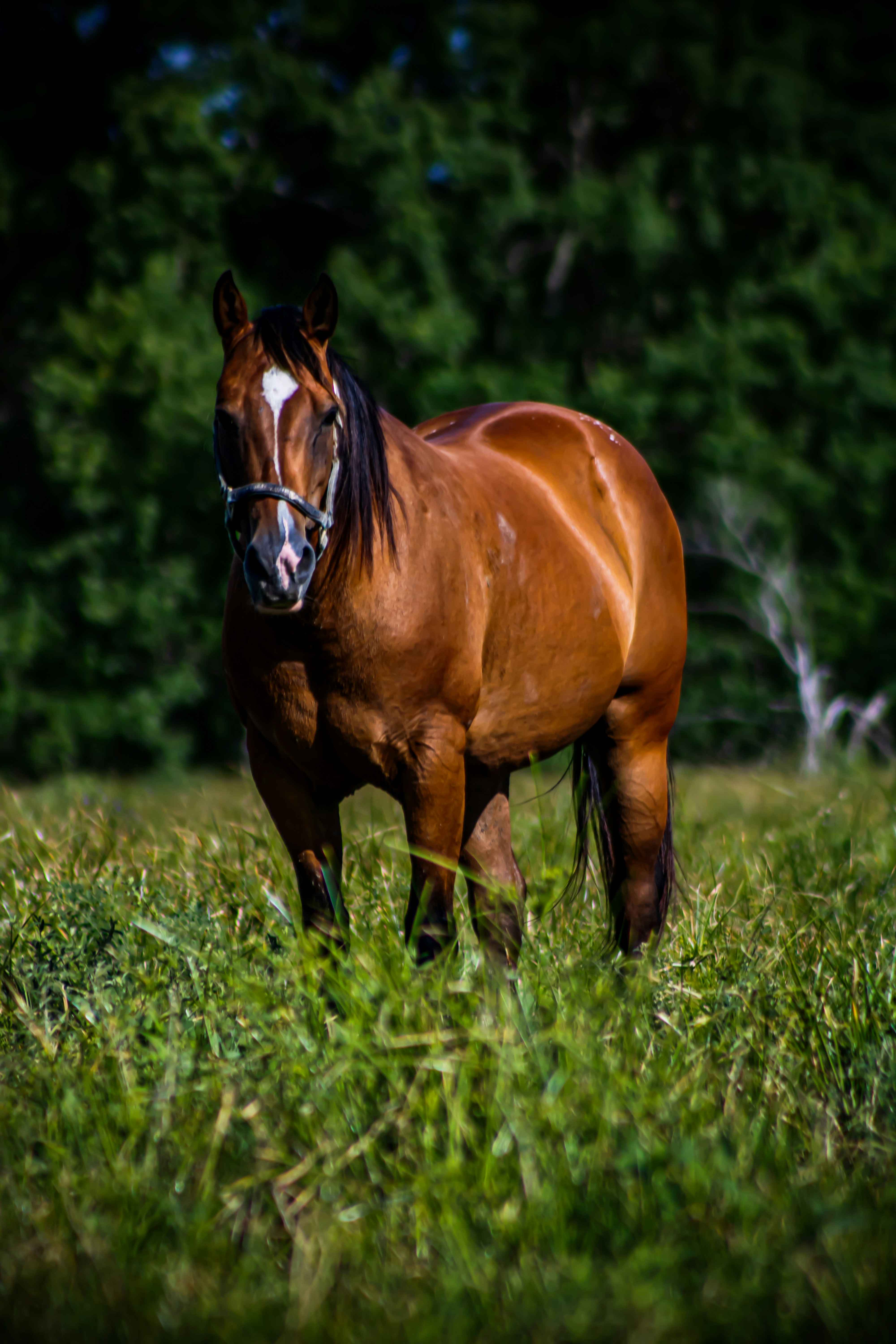 Un caballo parado en un campo