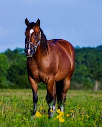 a horse standing in a field