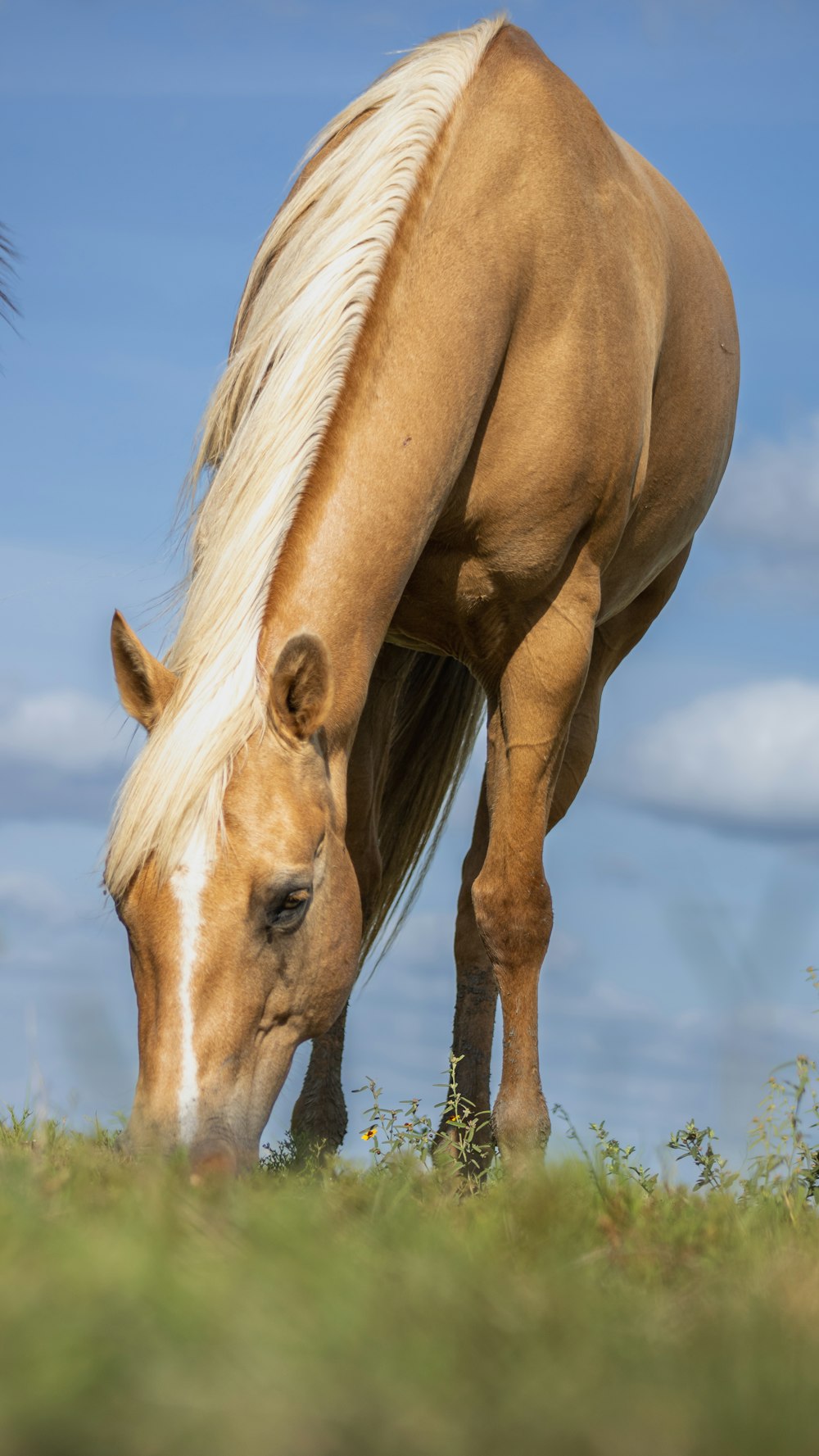 un cavallo che mangia erba