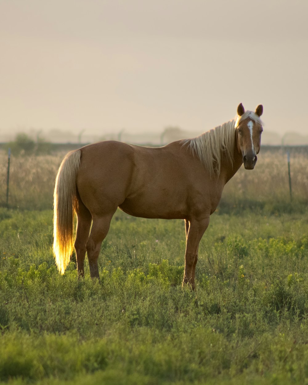 um cavalo em pé em um campo