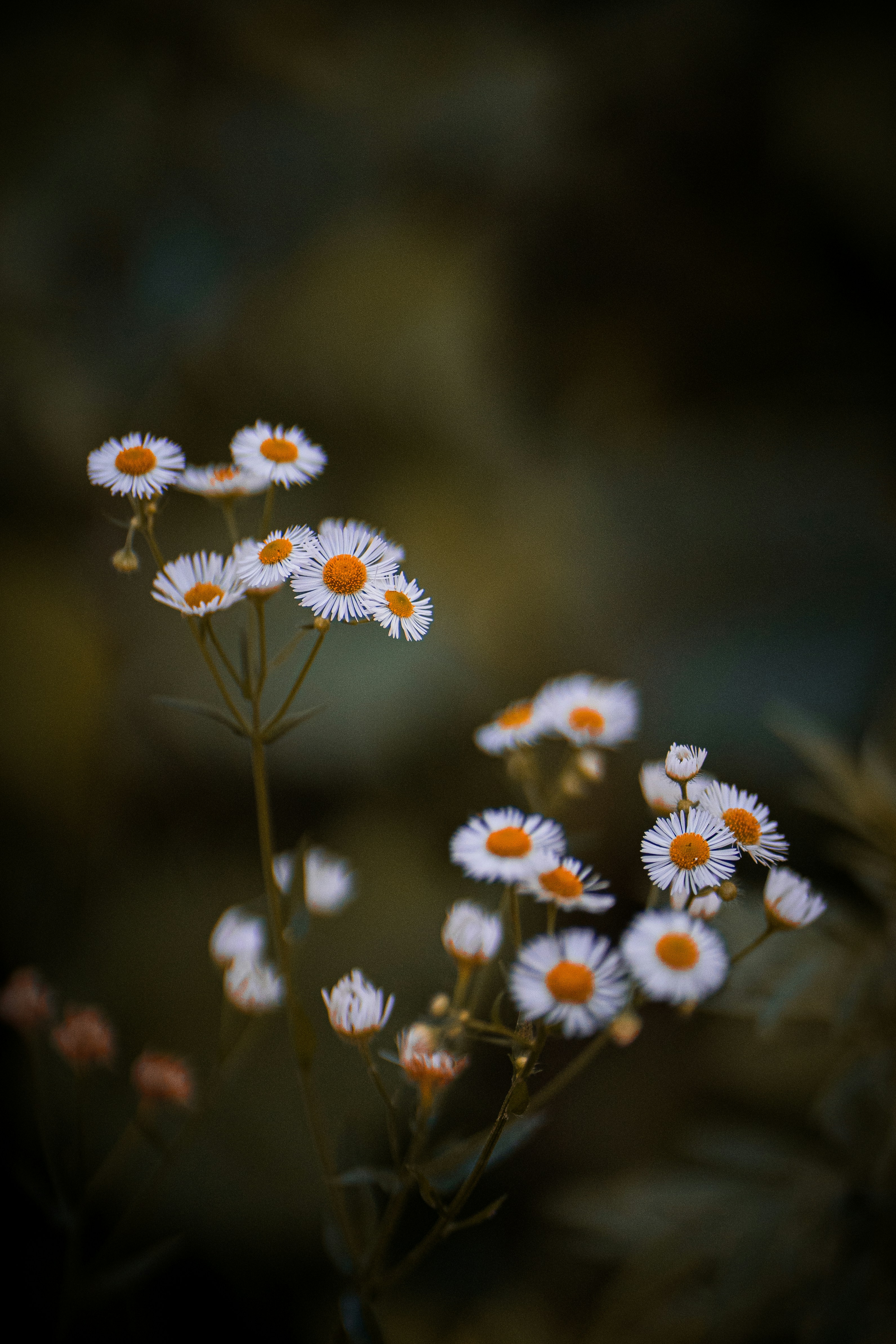 Photo by abhinav1bhardwaj