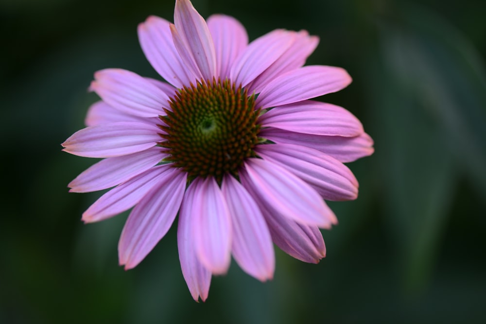 a purple flower with a yellow center