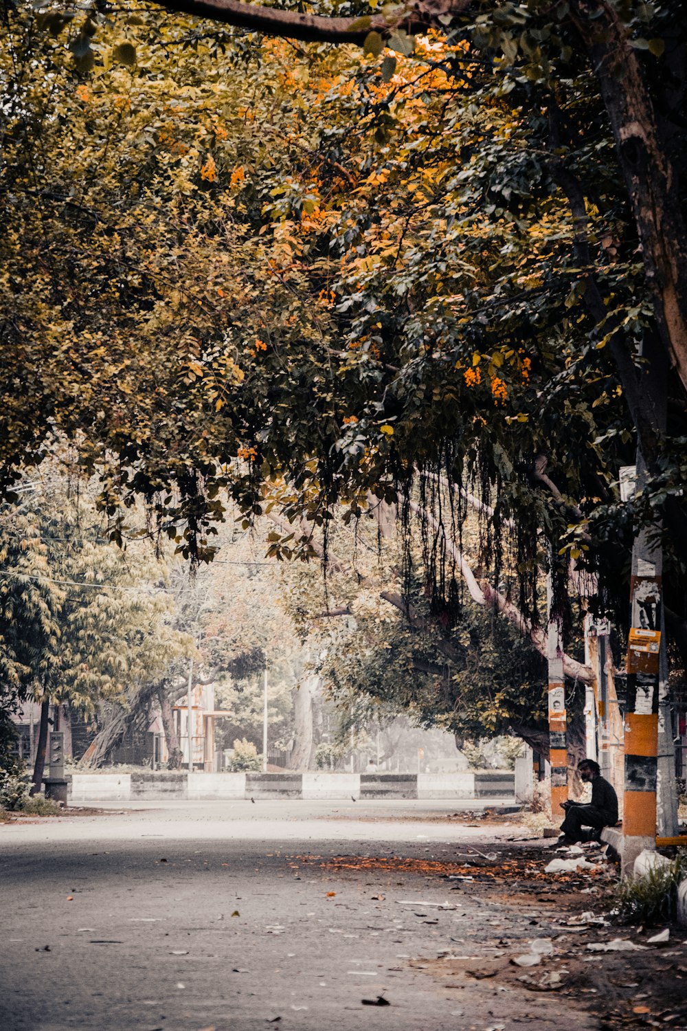 a person sitting on a bench under a tree with yellow leaves