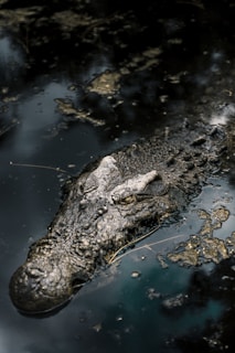 a crocodile in the water