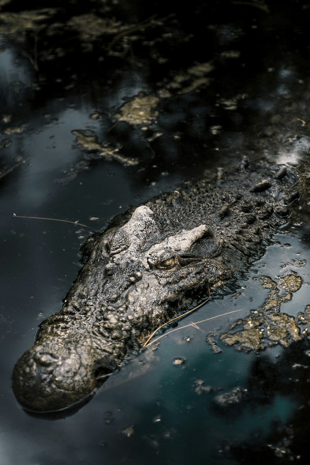 Ein Krokodil im Wasser