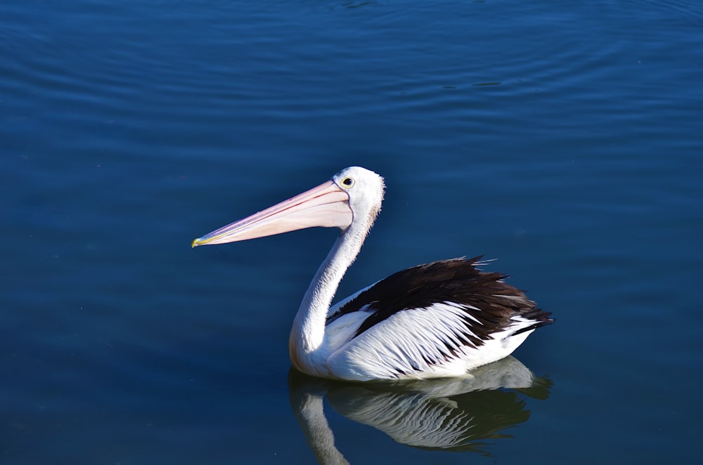 a bird swimming in water