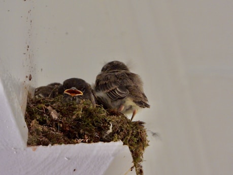 a group of birds in a nest