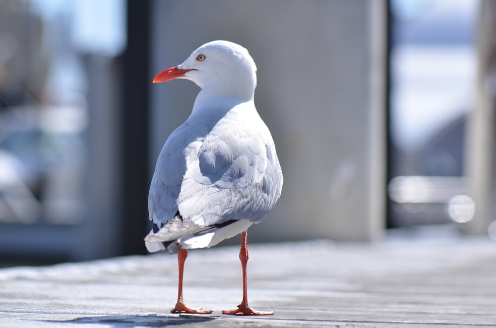 a bird standing on a wood surface