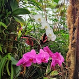 A serene native plant garden showcasing local flora.