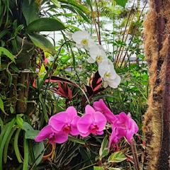 A serene botanical garden with diverse plant species in bloom