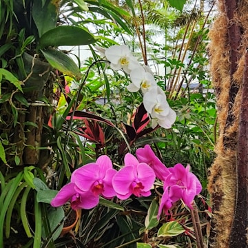 A serene and vibrant garden setting showcasing a variety of tropical plants, featuring prominently a group of blooming white and pink orchids amidst lush green foliage. The environment appears rich and abundant, with a backdrop of tall plants and ferns.