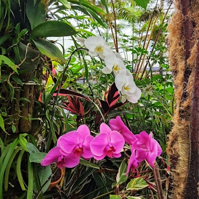 A serene native plant garden showcasing local flora.