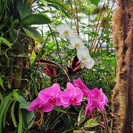 A peaceful garden scene in Singapore with blooming orchids and tranquil water features.