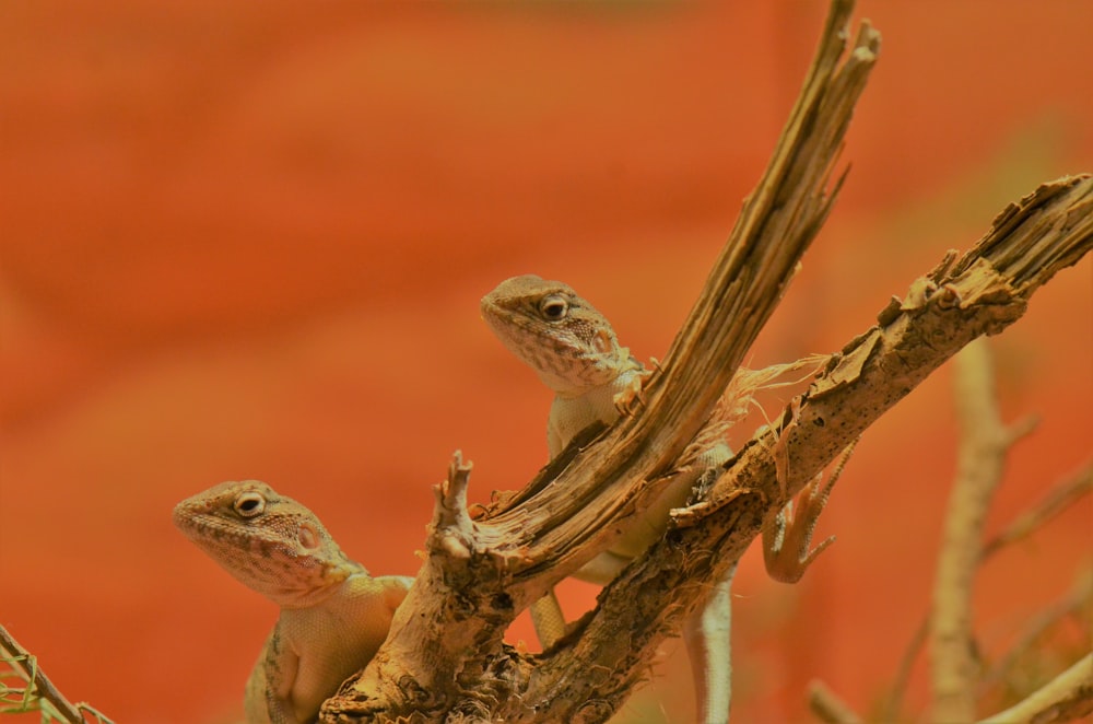 two lizards on a branch