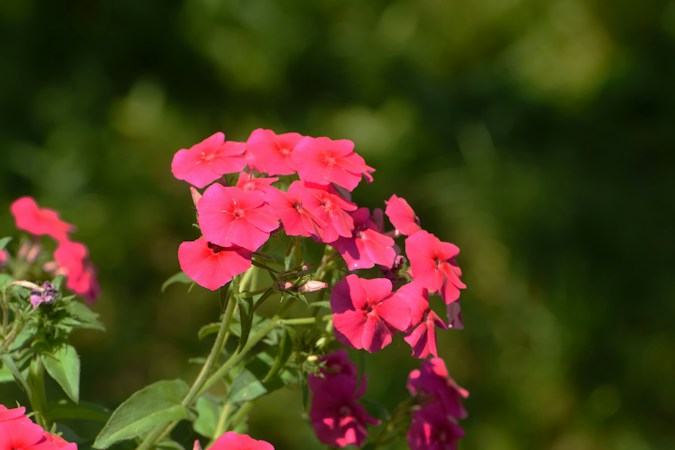 How to Install the Free Phlox Theme in WordPress