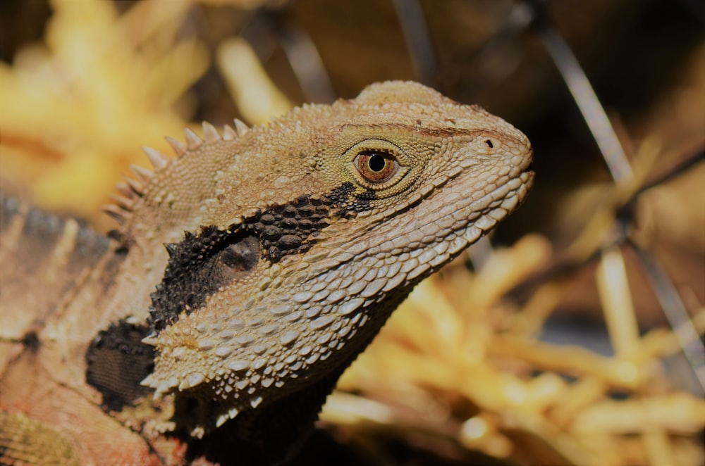 a lizard on a branch