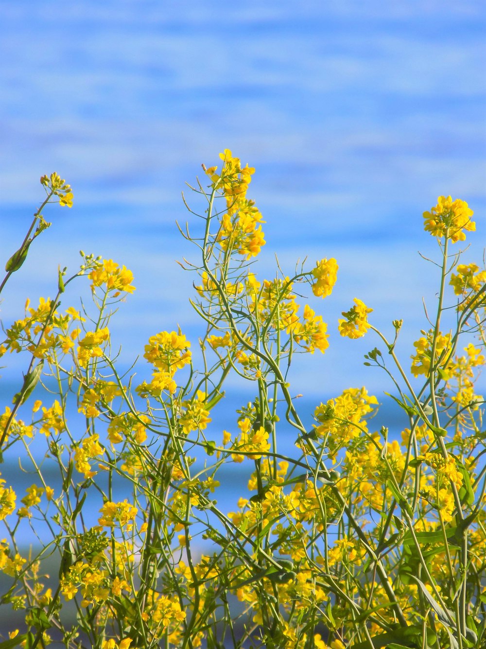 a close-up of some flowers