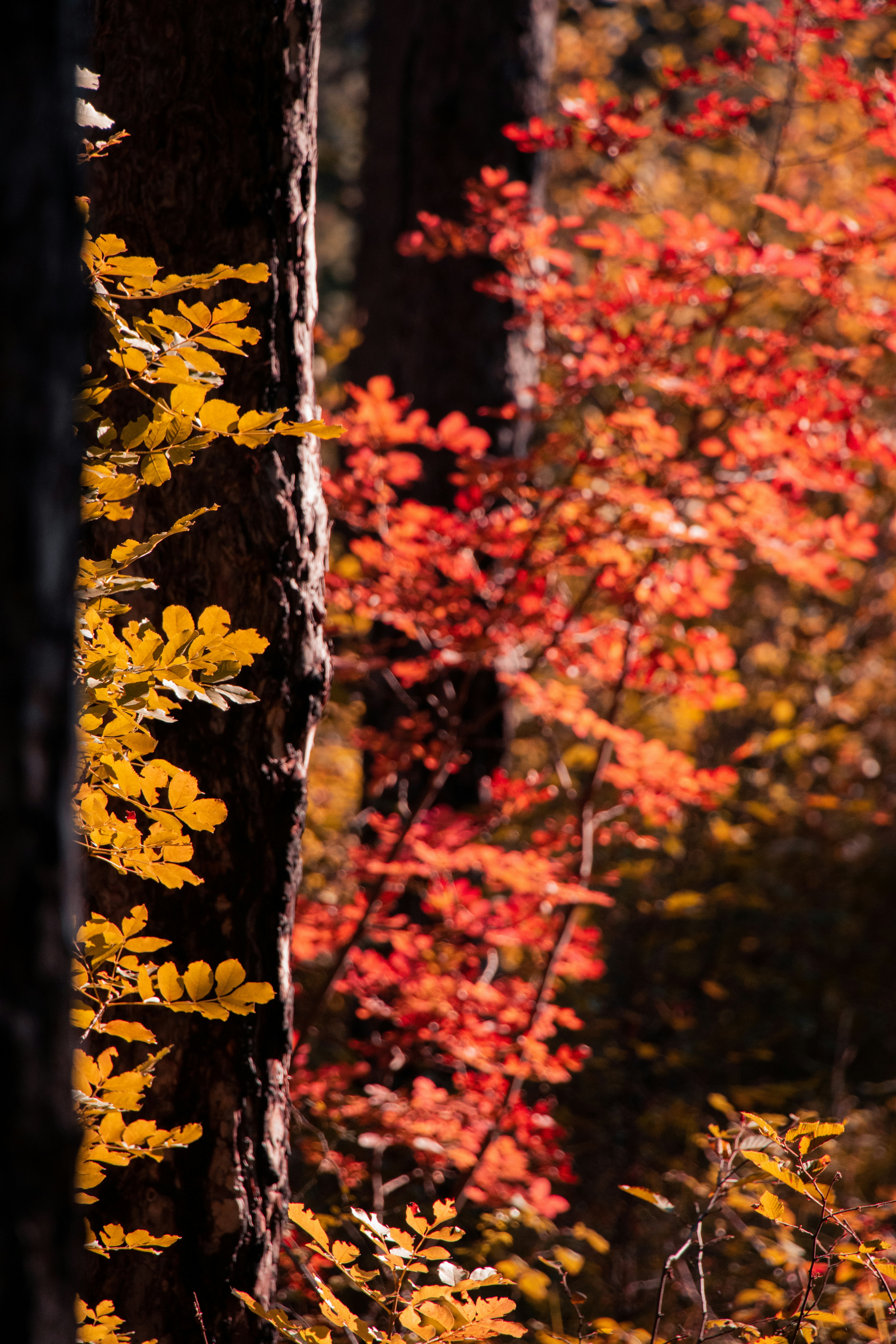 a group of trees with yellow leaves