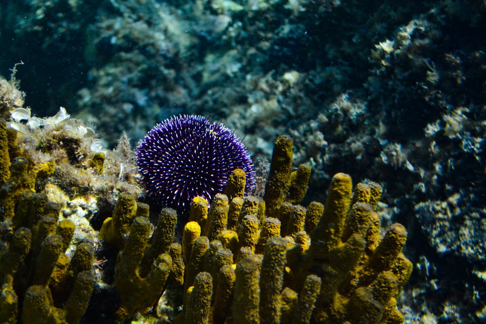 a sea creature under water