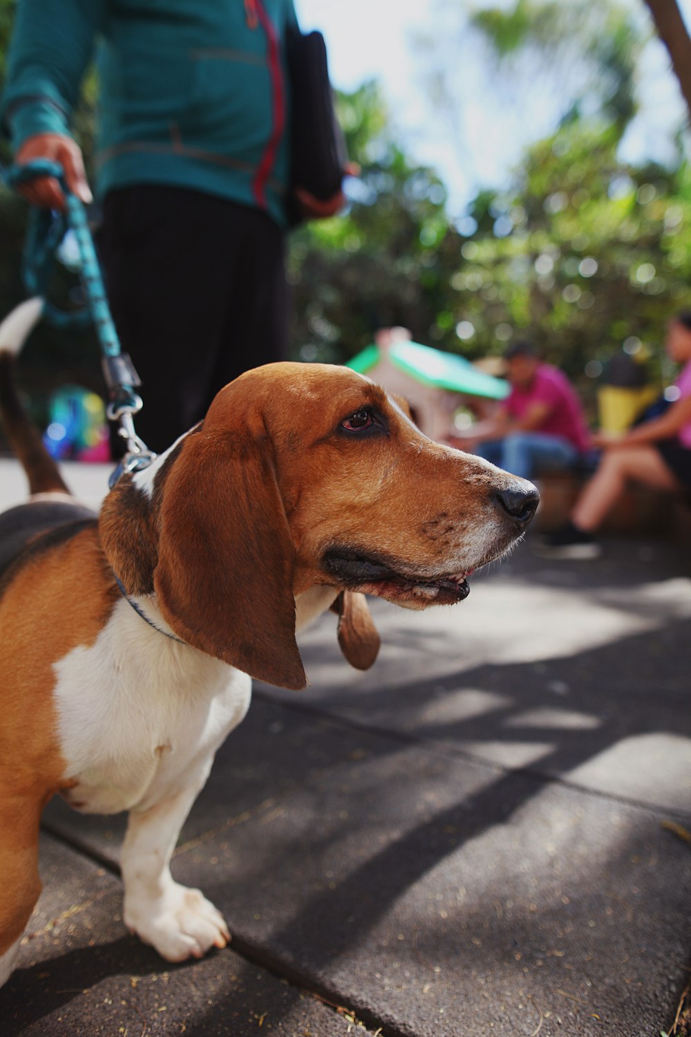 a dog on a leash