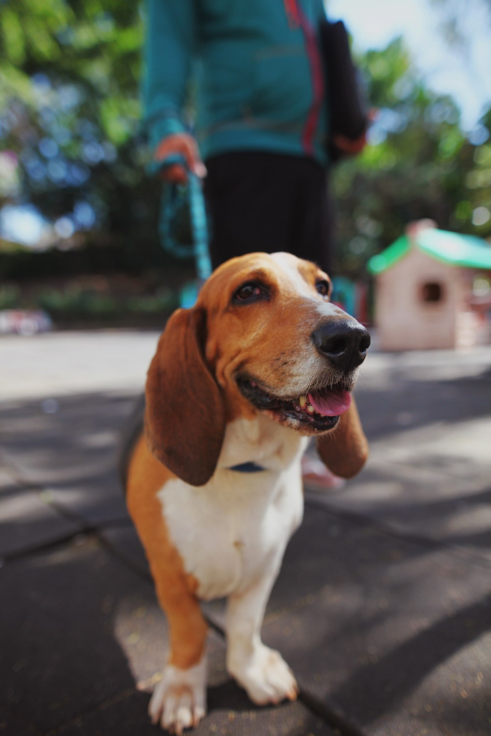 a dog sitting on a sidewalk