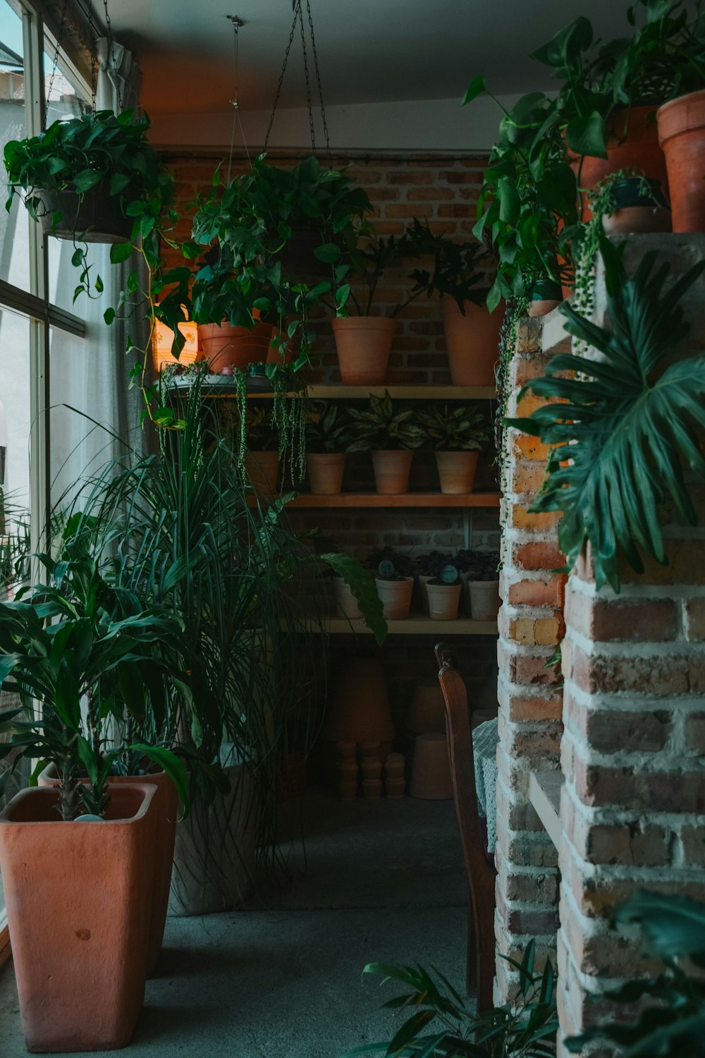 a group of potted plants