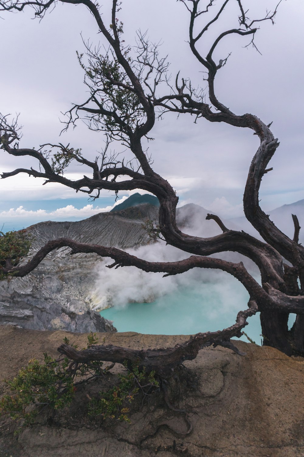 a tree with no leaves