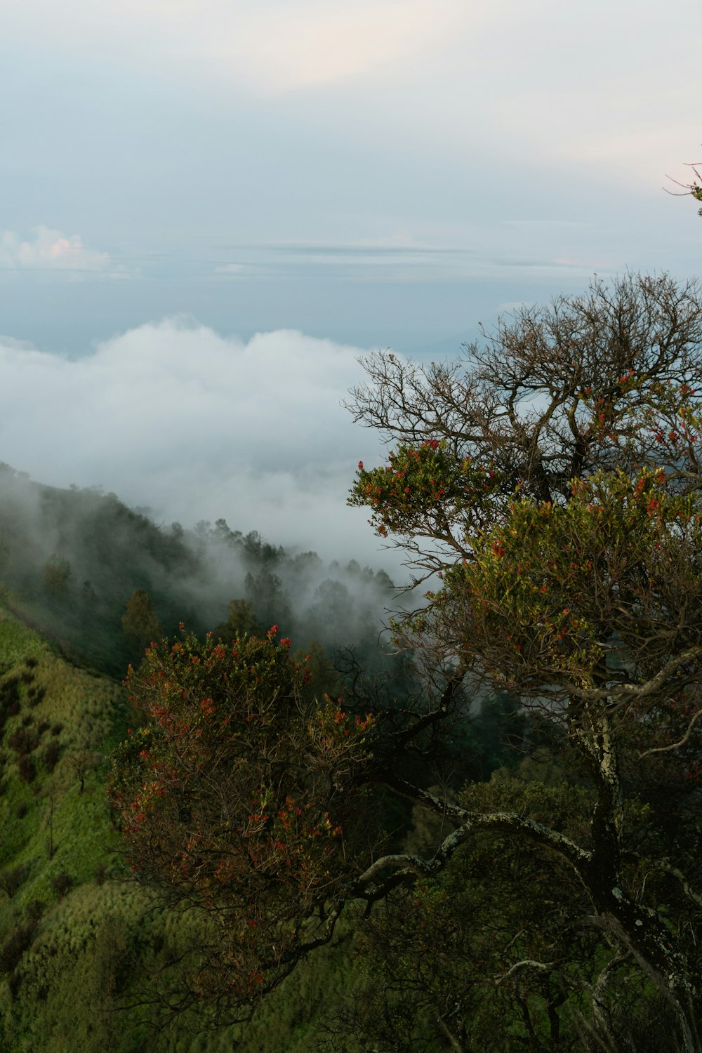 a view of a mountain range with trees and fog