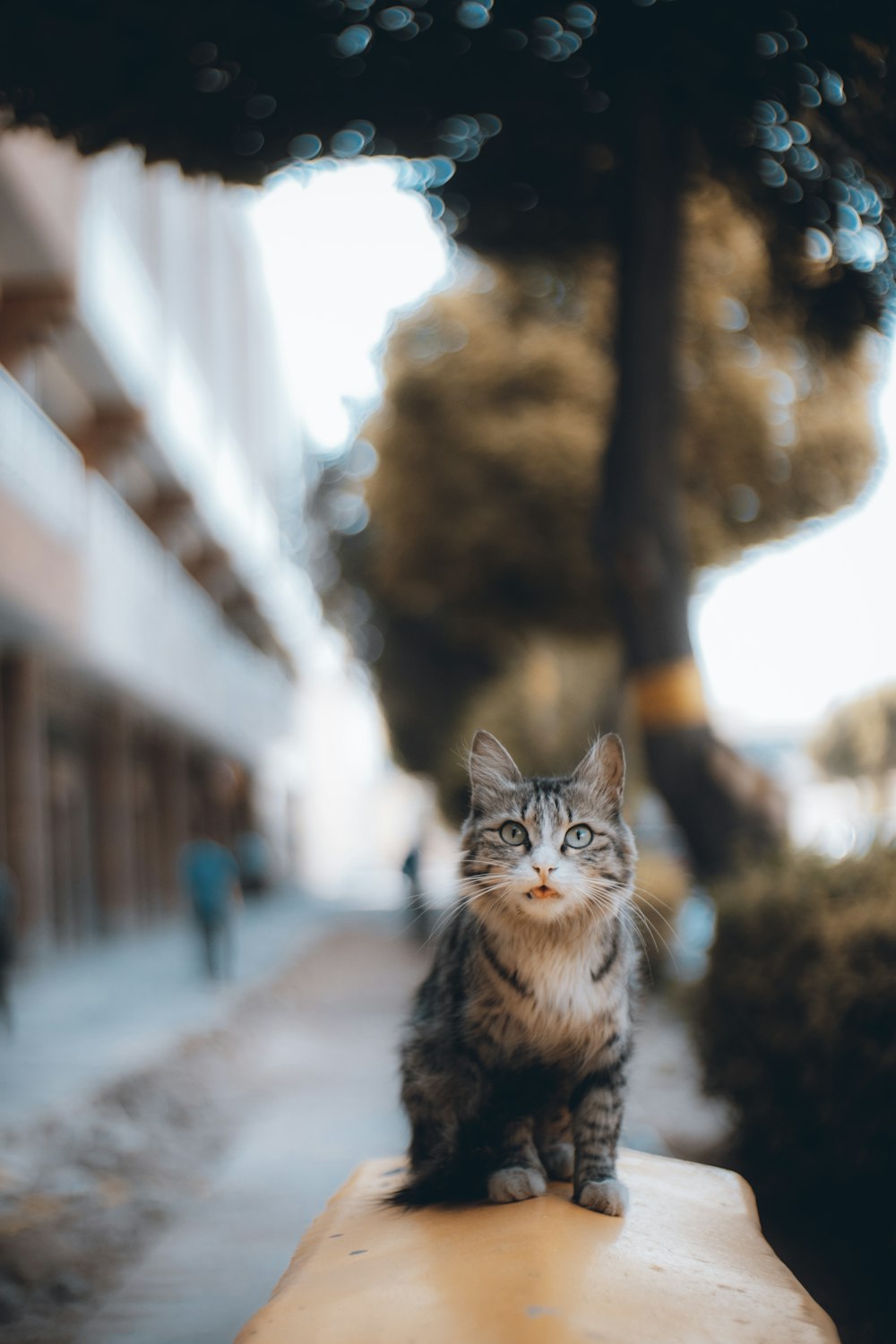 a cat sitting on a ledge