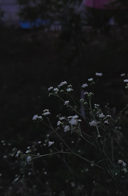 Artistic arrangement of white narcissus flowers glowing softly against a dark, warm-toned background