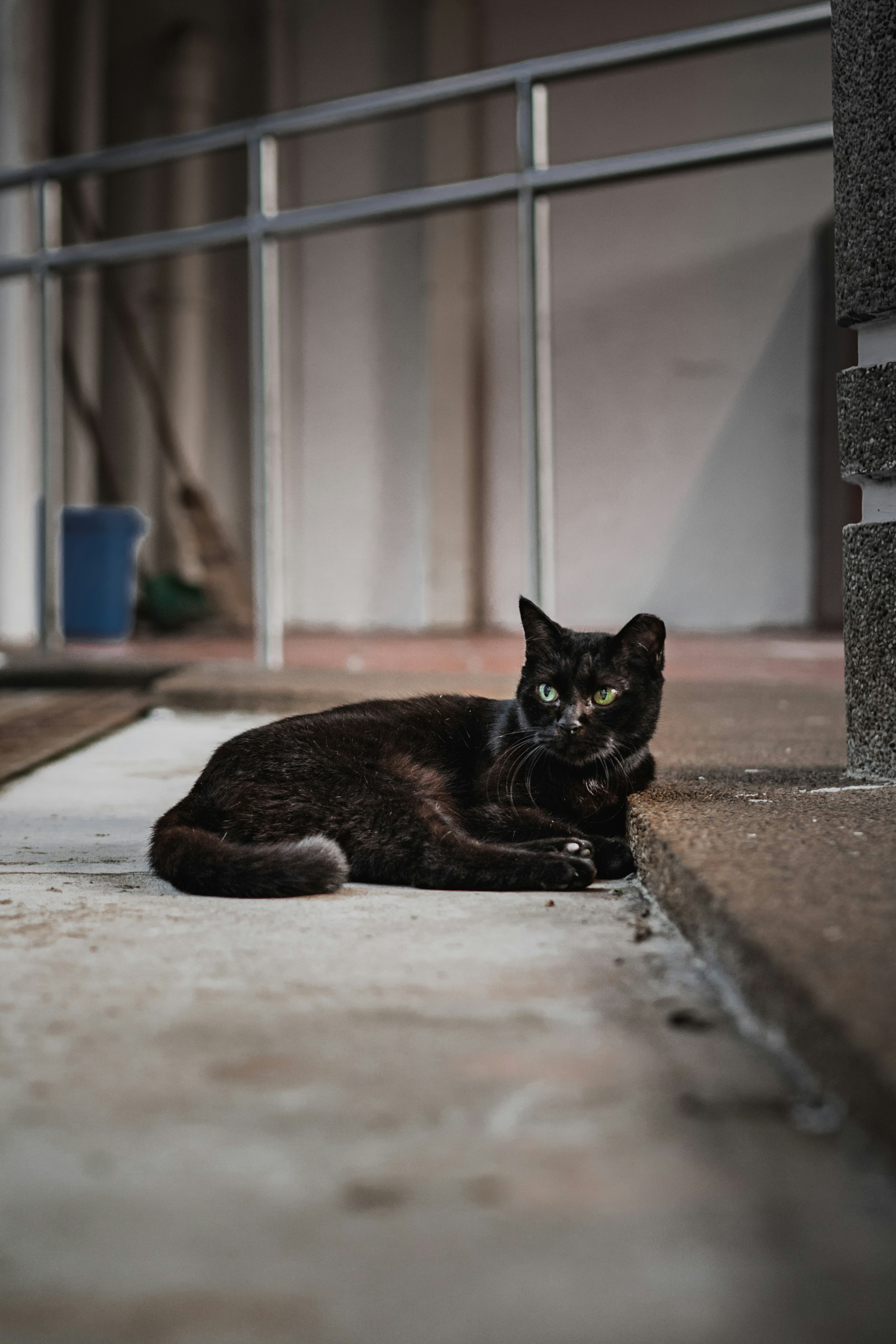 a cat sitting on the ground