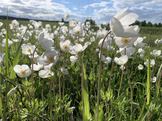 Delicate wildflowers blooming in a sunlit meadow