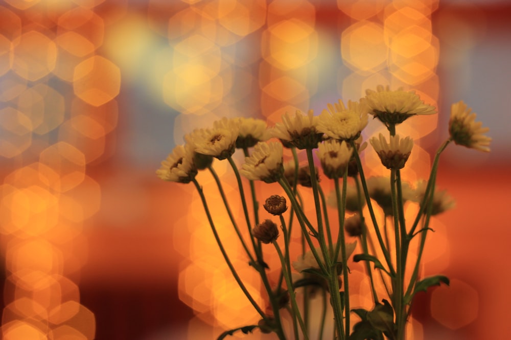 a close up of flowers