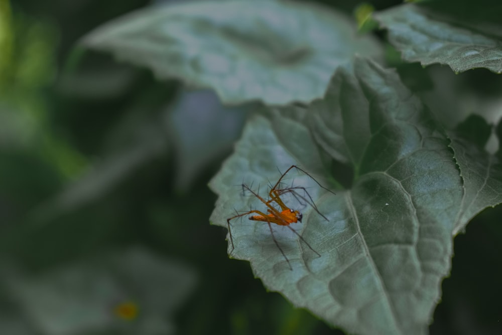 a bug on a leaf