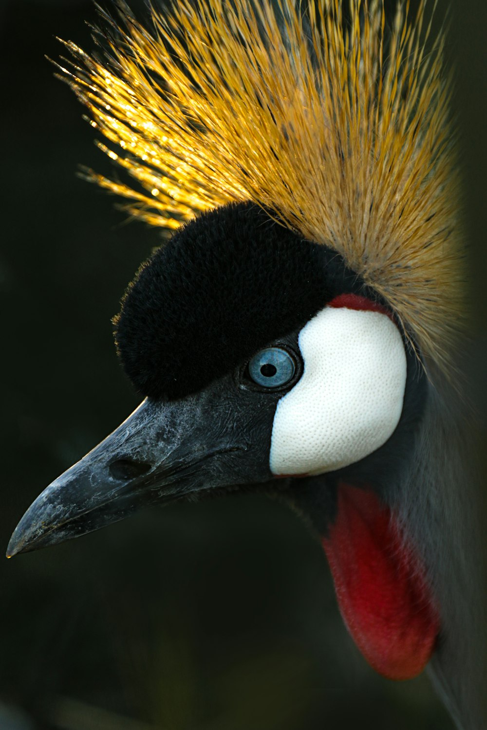 a bird with a yellow and red head