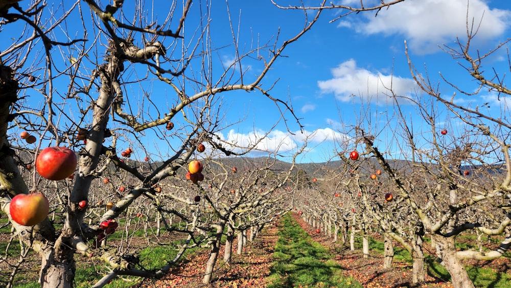 un árbol con frutos creciendo en él