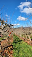A row of apple trees in an orchard, with leafless branches and scattered ripe apples hanging on the trees. The ground is covered with fallen apples and green grass. The sky is clear and blue with a few scattered fluffy clouds.
