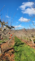 A row of apple trees in an orchard, with leafless branches and scattered ripe apples hanging on the trees. The ground is covered with fallen apples and green grass. The sky is clear and blue with a few scattered fluffy clouds.