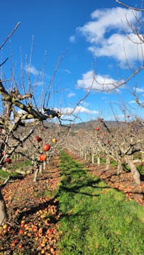A row of apple trees in an orchard, with leafless branches and scattered ripe apples hanging on the trees. The ground is covered with fallen apples and green grass. The sky is clear and blue with a few scattered fluffy clouds.