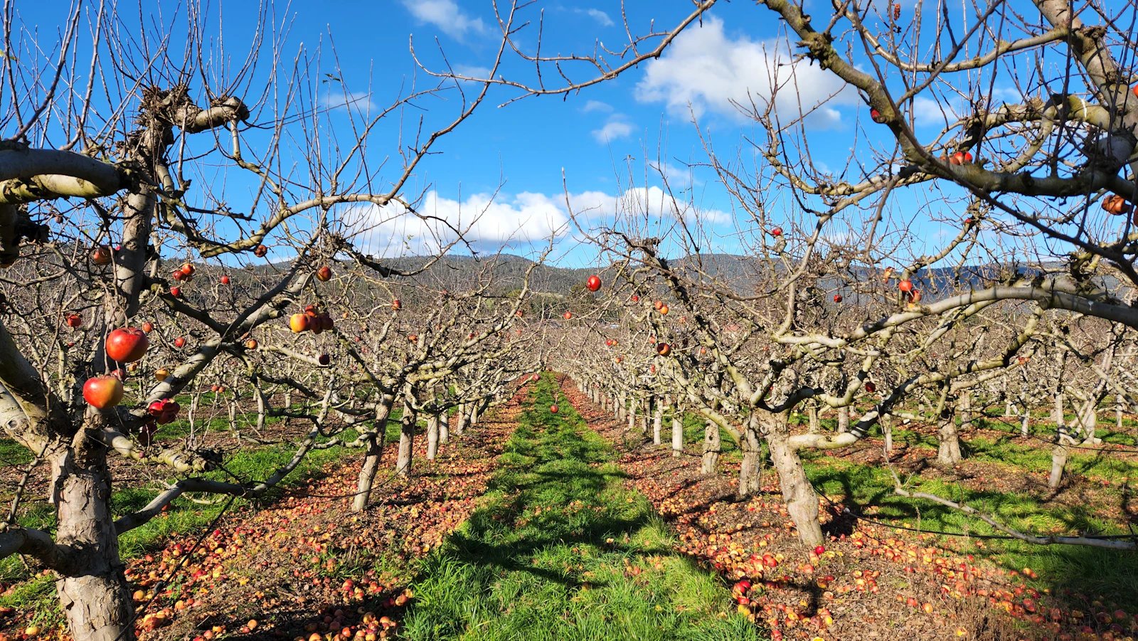 A Normandy apple orchard
