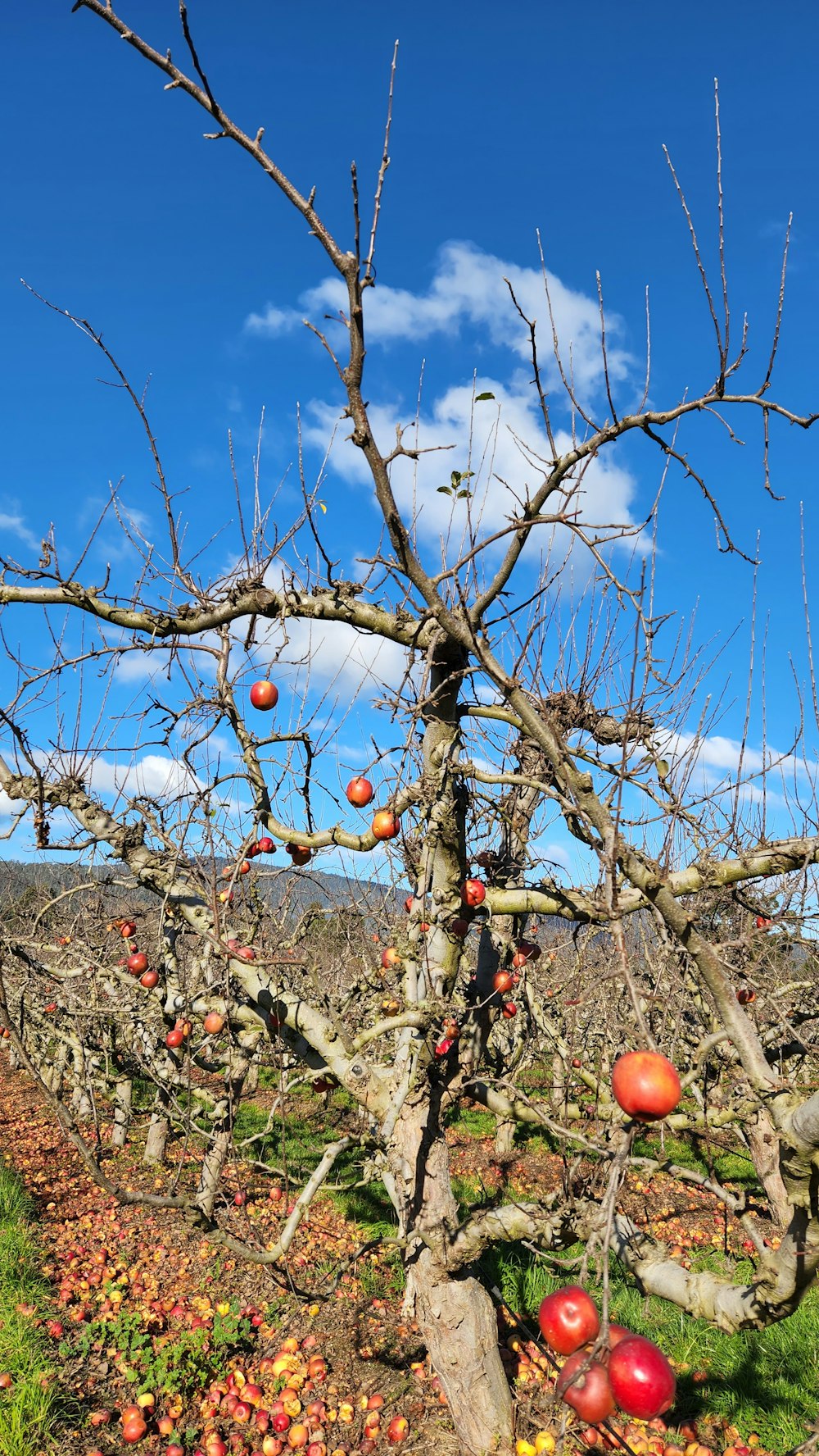 a tree with many fruits on it