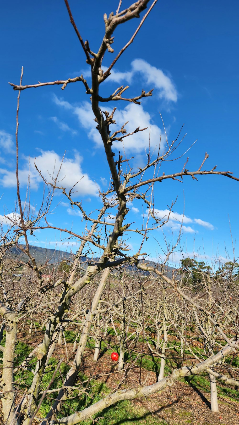 Un árbol sin hojas