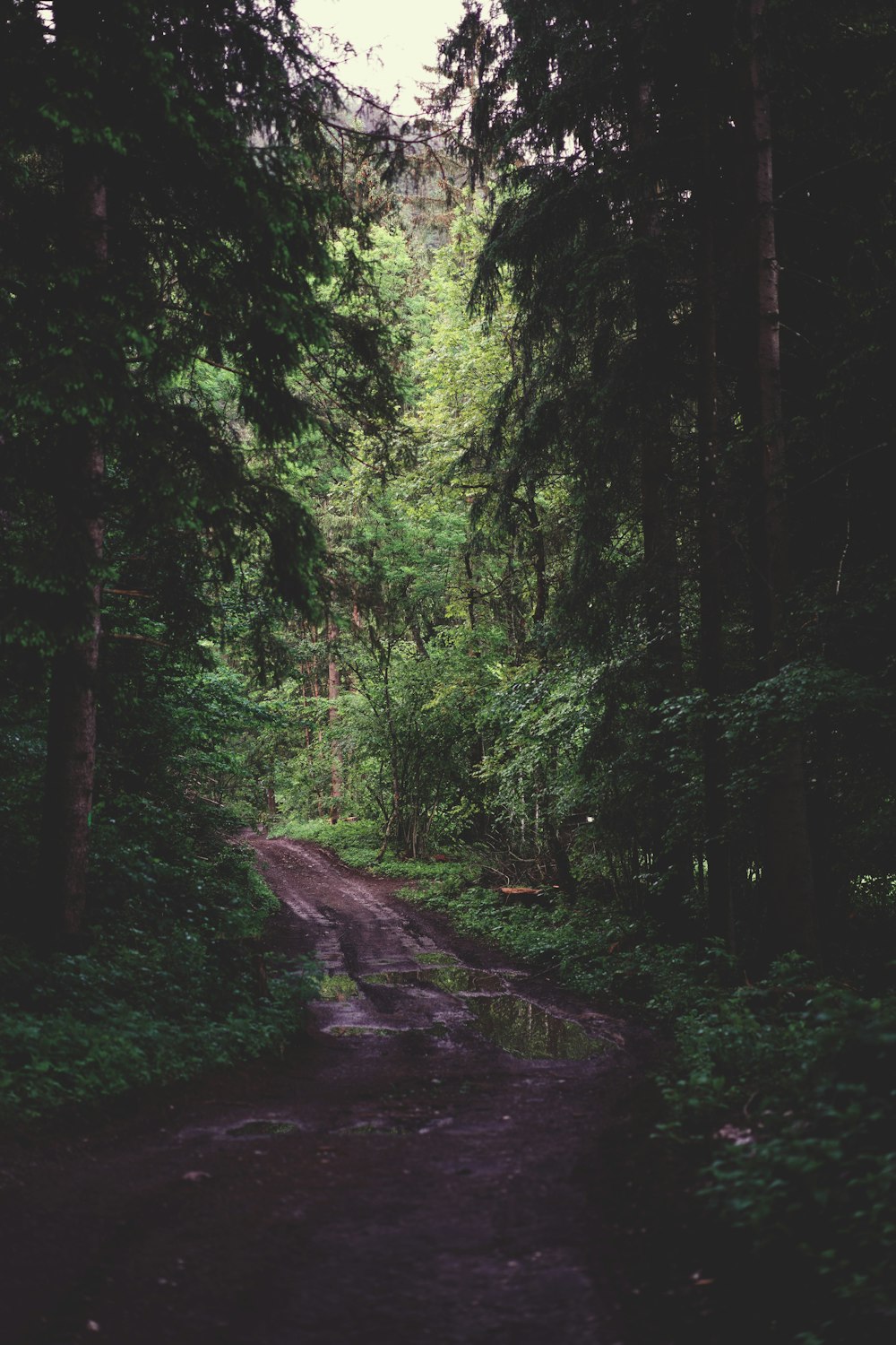 a dirt path through a forest