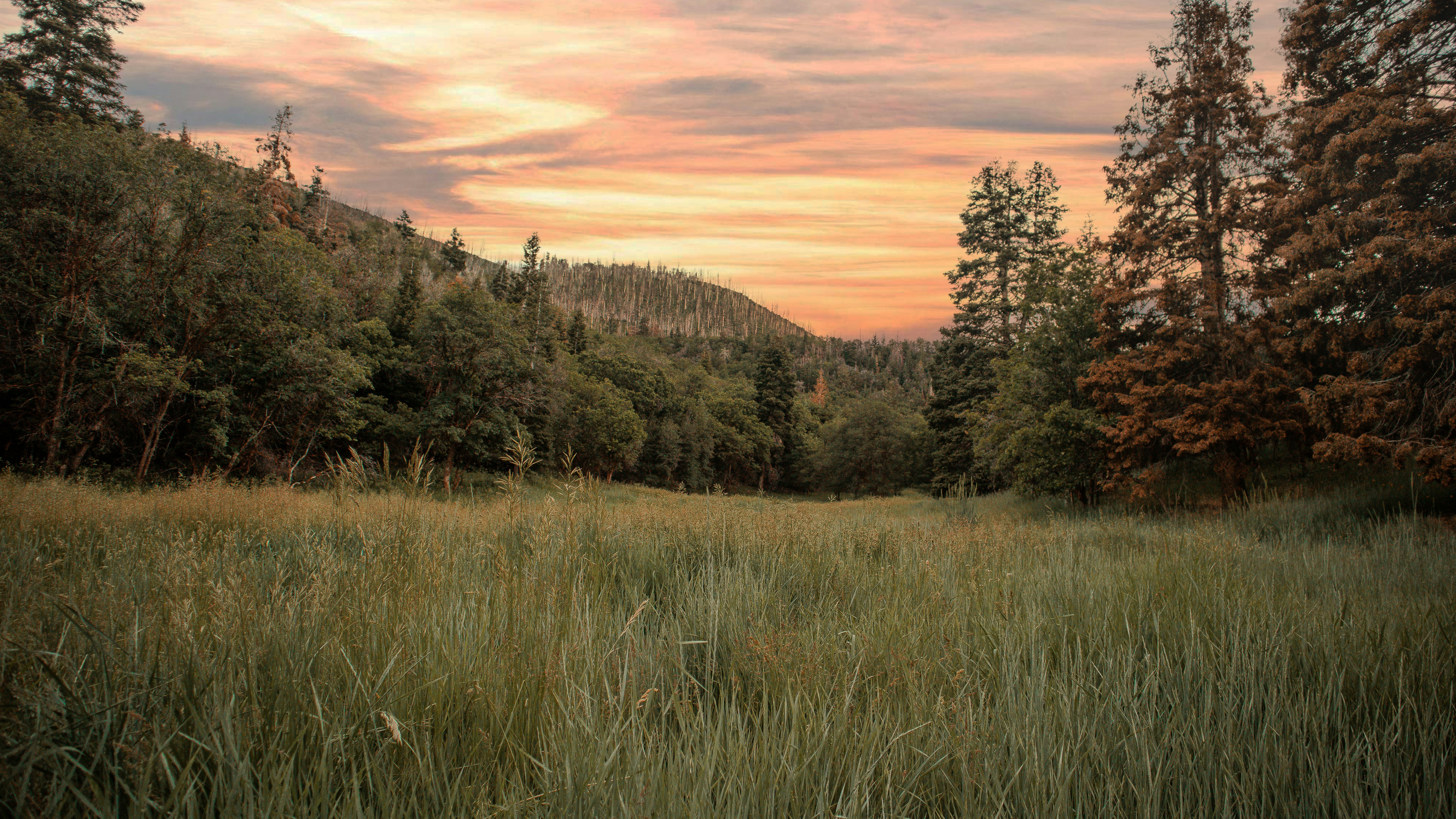 a grassy field with trees in the background