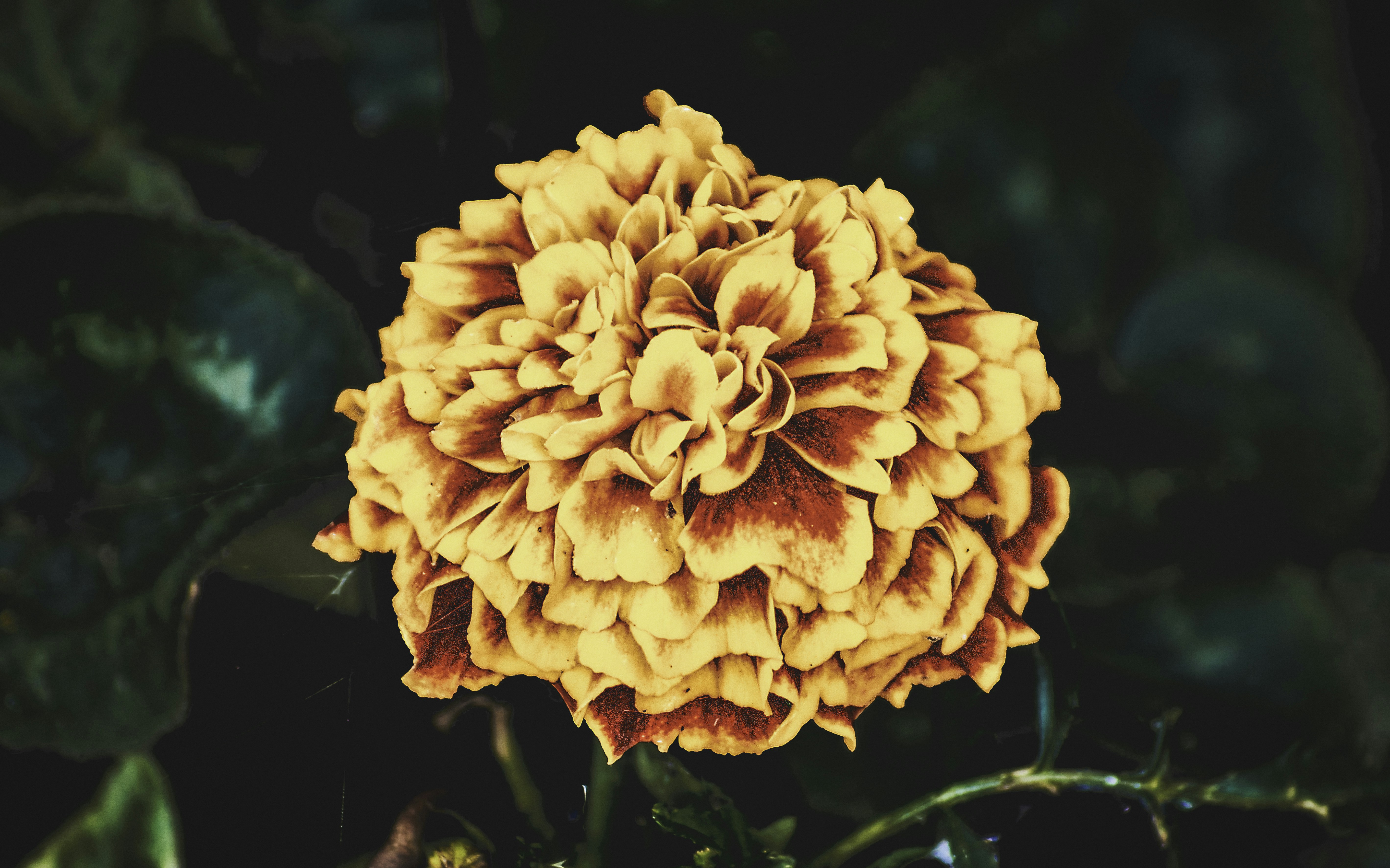 um close up de uma flor