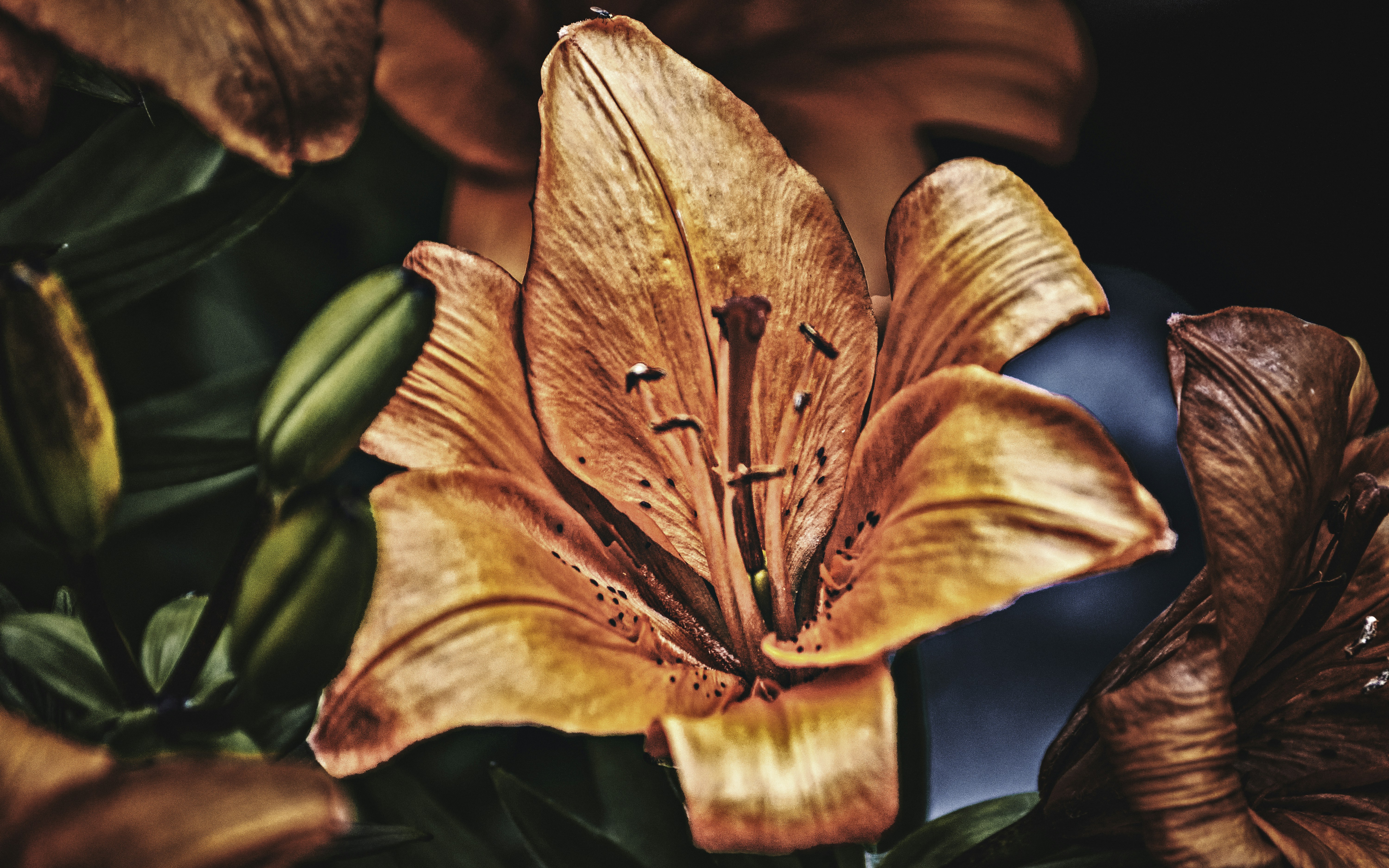 um close up de uma flor